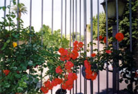 Roseto di Roma